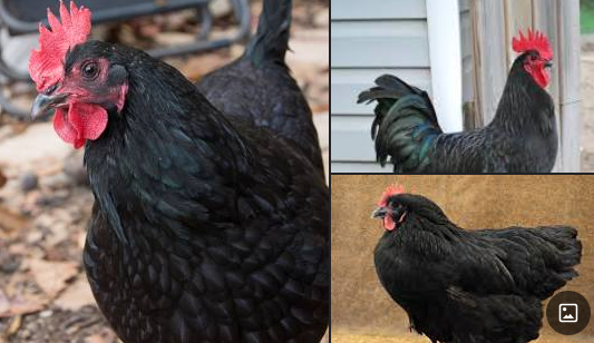 australorp