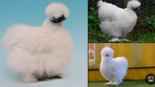 silkie